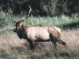 Dean Creek Elk Viewing Area