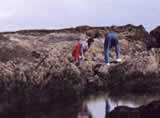 Tide Pool Information