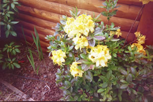 Deciduous Azaleas